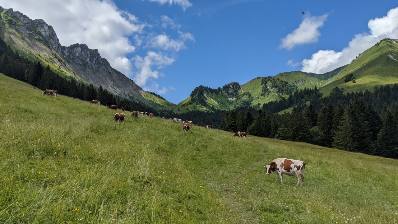 Cows on a green field on the hike on Via Alpina to Rochers-de-Naye, Switzerland