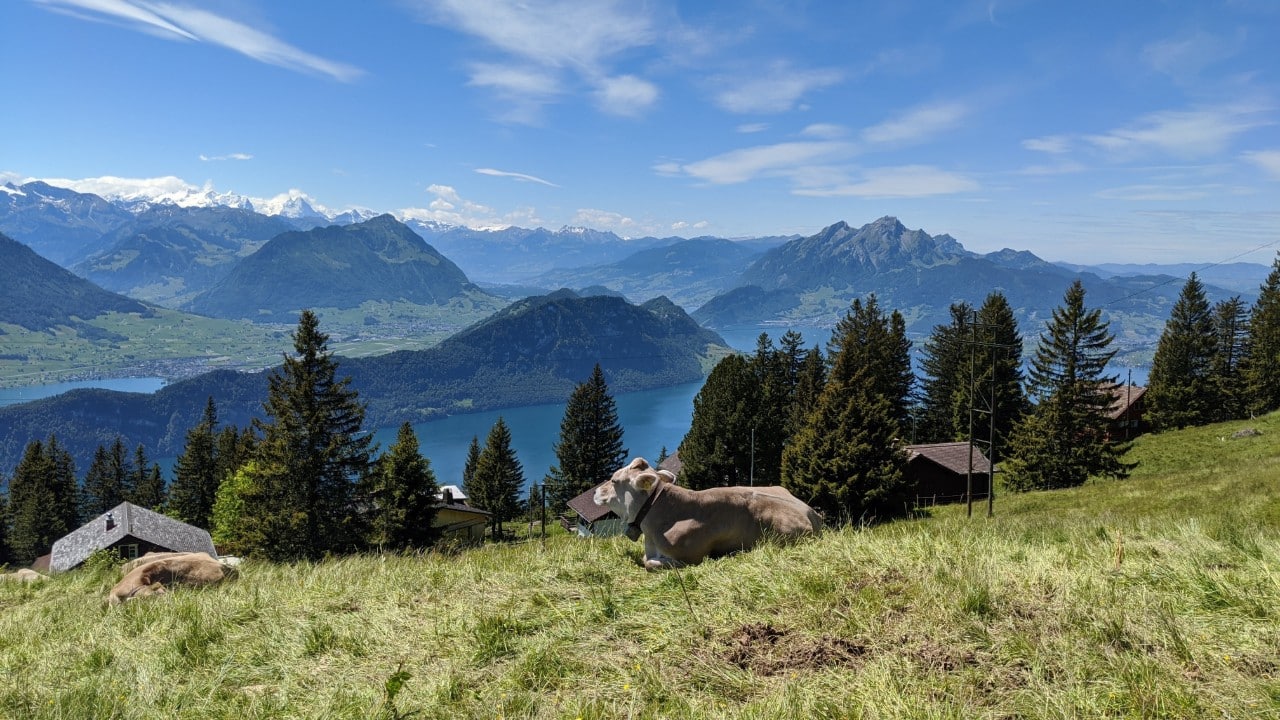 Cows chilling out on Mount Rigi in Switzerland. In the background mount Bürgenstock, mount Pilatus and Stanserhorn are visible.