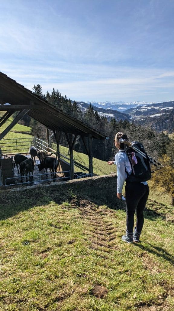 Cows in a stable. Girl in hiking wear waving at them. In the background snowy mountain peaks of the Swiss Alps