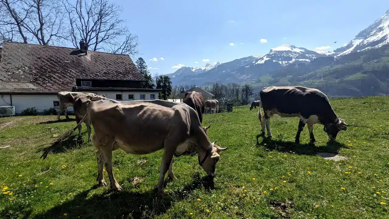 Vaches et palmiers lors de la randonnée de Weesen à Quinten