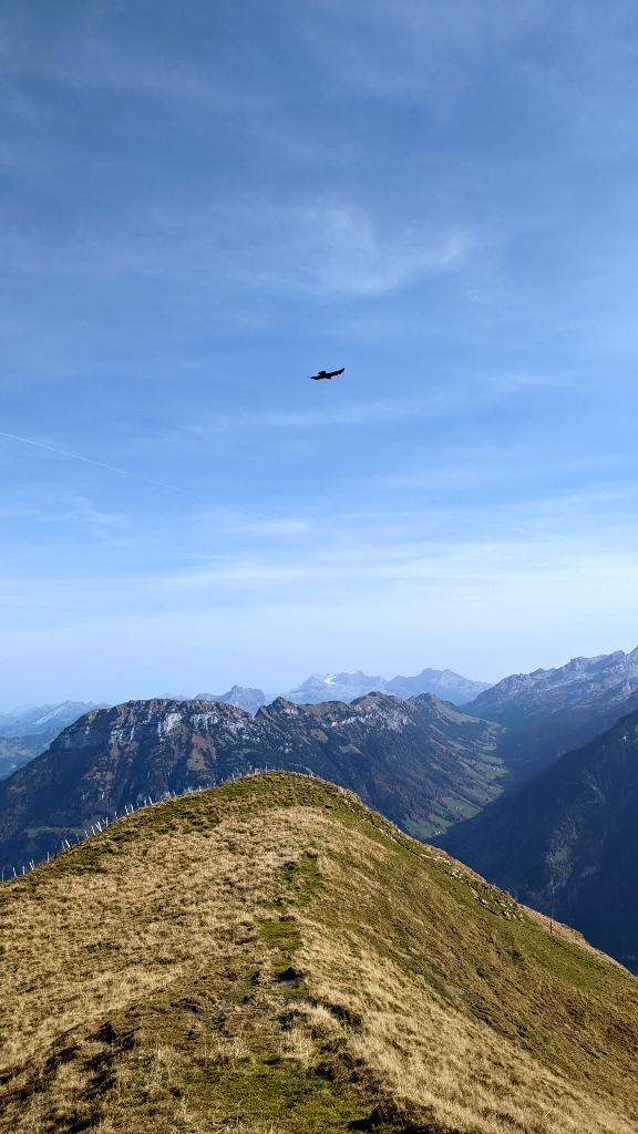 A byrd flying above Niederbauen