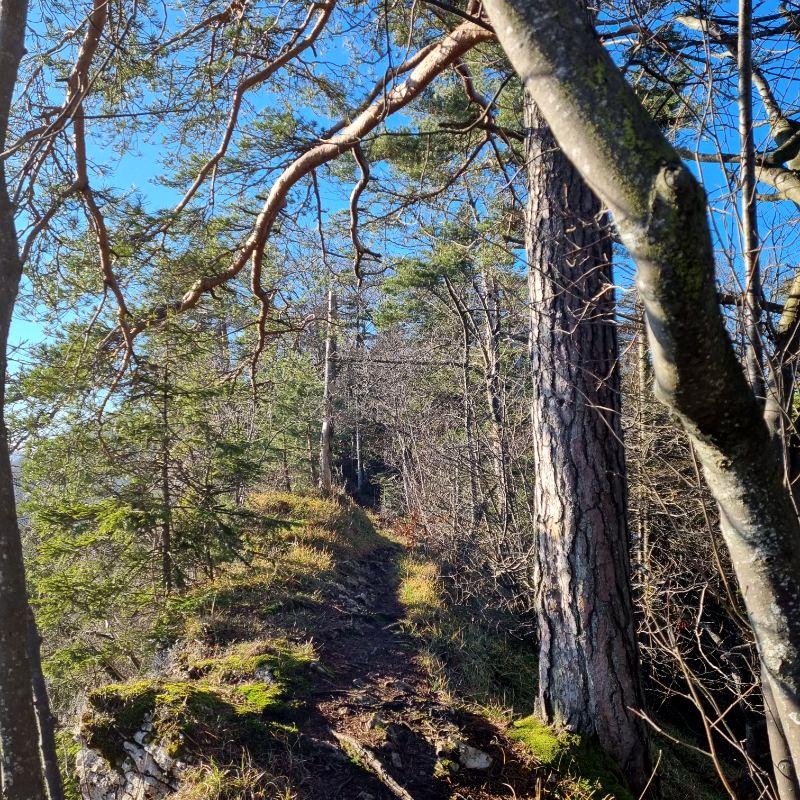 Trail auf der Wanderung Nunningerberg
