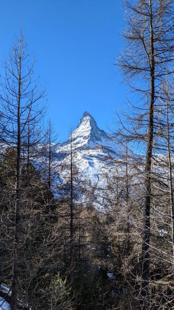 Zwischen den Bäumen hindurch sieht man das Matterhorn, das ganz alleine ist. Der Himmel ist stahlblau.