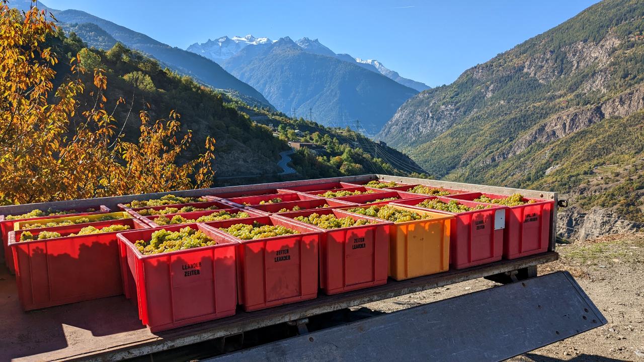 Several red and yellow plastic boxes filled with grapes. They are on a trailer. In the background, one can see the mountains of Valais.
