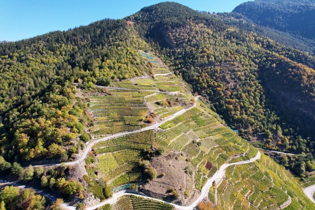 Bird's eye view photo of the highest vineyard in Europe.