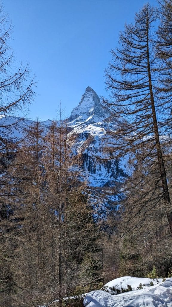 Between fir trees you can see the Matterhorn. The sky is blue and clear.