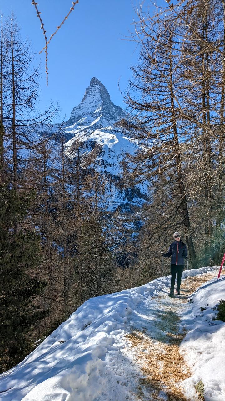 A hiking trail prepared with wood chips and snow leads into the forest. The Matterhorn can be seen in the background. The sky is steel blue.