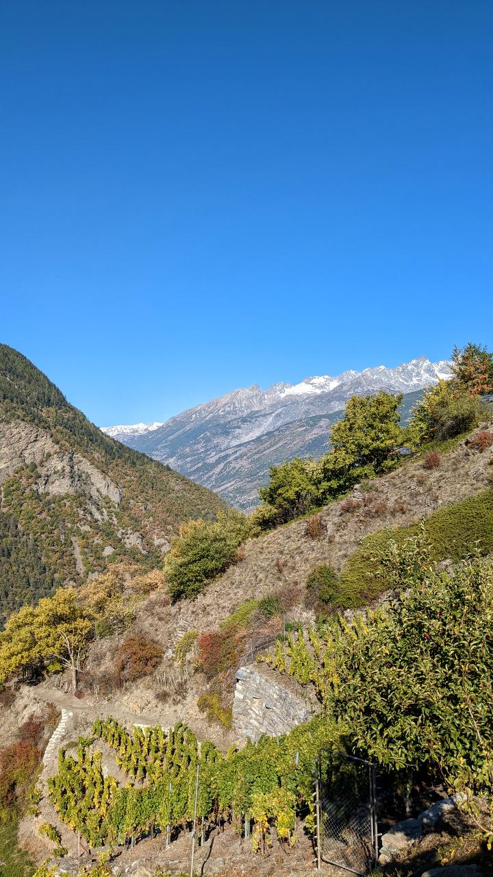 In the foreground, isolated vine terraces can still be seen. Behind it are some mountains of Valais. Half of the picture is sky shining steel blue