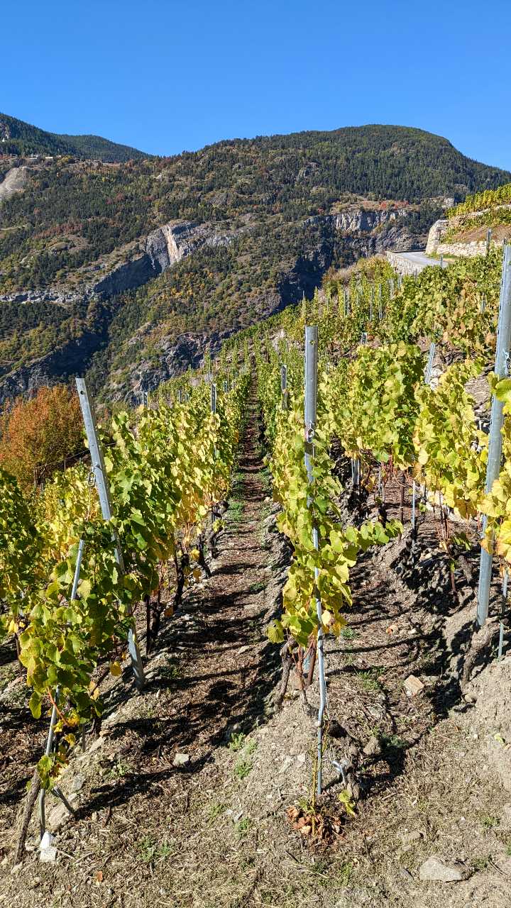 Four rows of vines can be seen in the foreground. Behind it a mountain. The sky is cloudless.