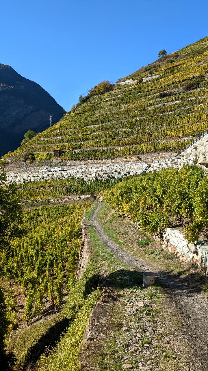 A hiking trail that runs below the vine terraces. A little above you can see the vines and behind them the sky is cloudless.