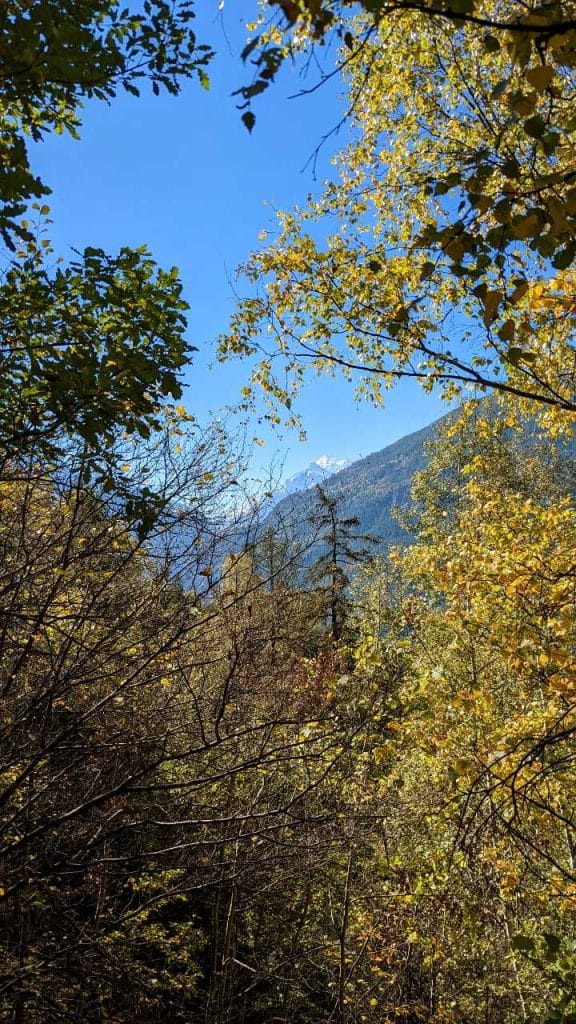 Trees and tree tops are visible in the whole picture. Through these treetops, you look up to a steel blue sky and snowy mountain peaks of the Valais Alps.
