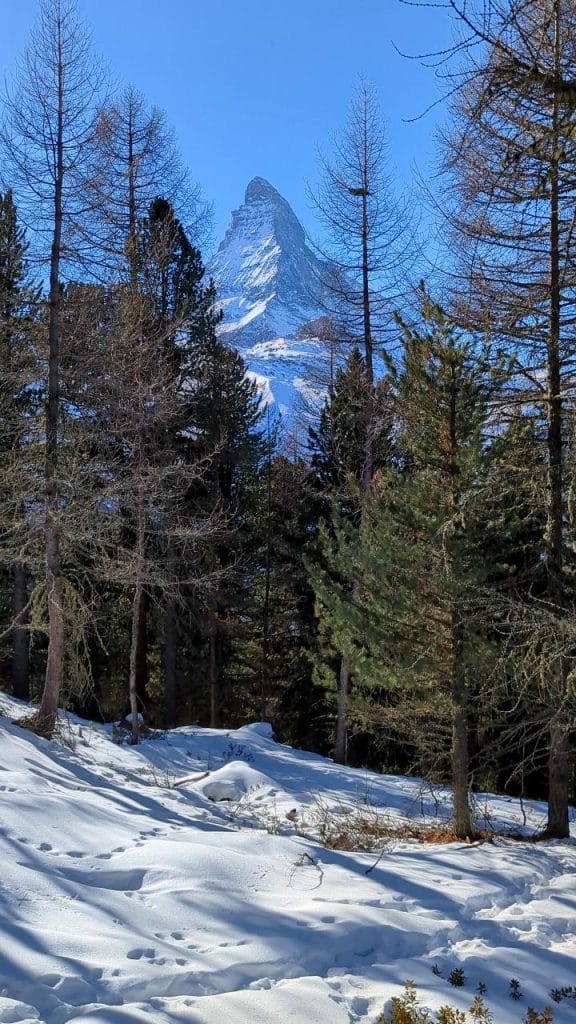 Im Hintergrund ist das Matterhorn zu sehen, davor sind Tannen, die einen Wald bilden. Am Boden liegt Schnee.
