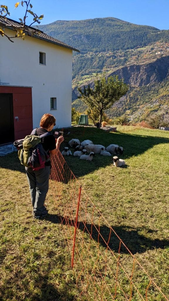 A hiker photographs the Valais black-nosed sheep behind an orange fence. And lambs! In the background, there is a house, a tree, and a wooded mountain.