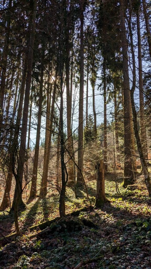 Wald zwischen Auenberg Sattel und Bachtel