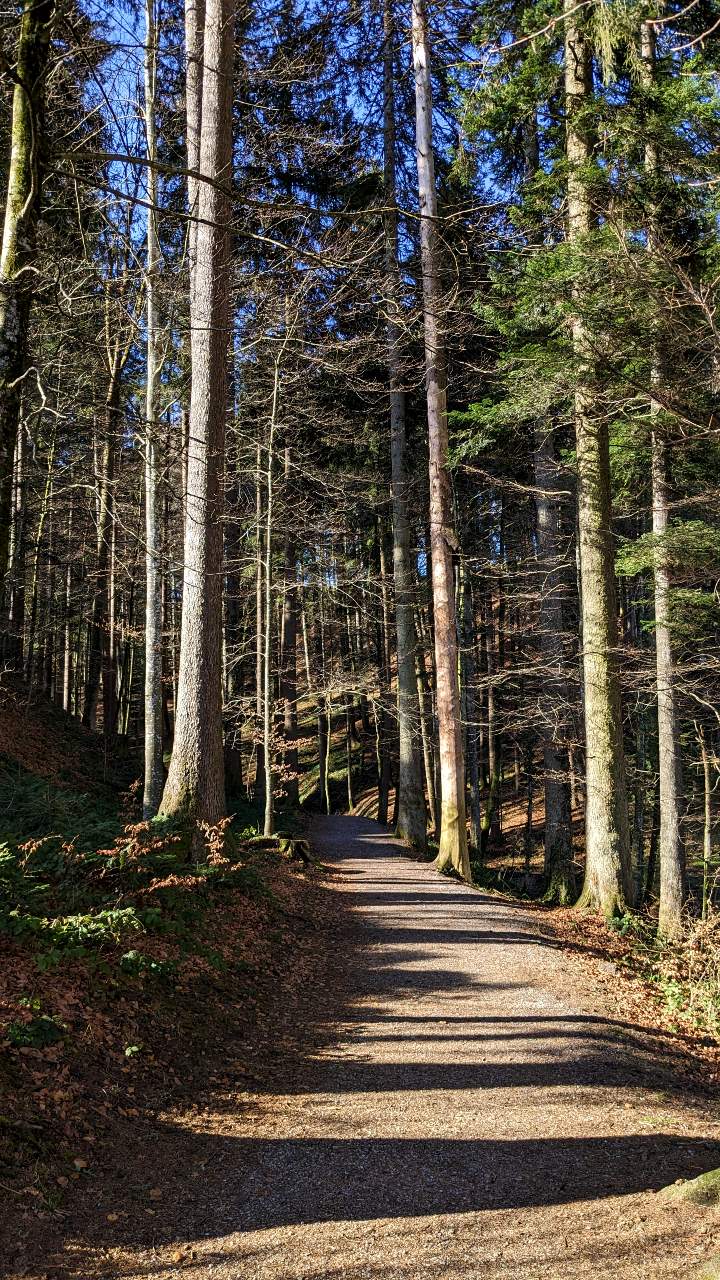 Bachtel Wanderung: Waldweg zwischen Gibswil und Wissengubel