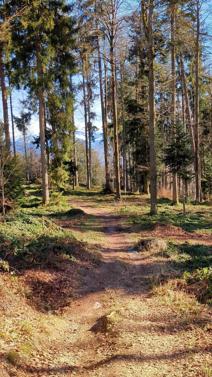 Bachtel - Wald ZH: Wanderweg auf weichem Waldboden