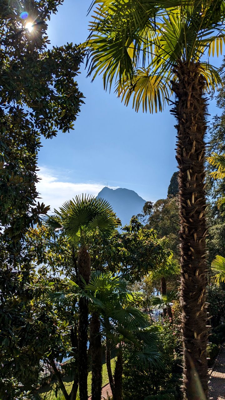 View from Villa Heleneum: palm trees and Monte San Salvatore