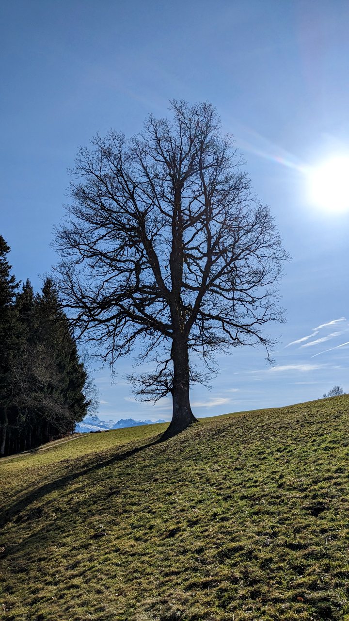 Grosser Baum am Wanderweg vom Bachtel nach Wald ZH