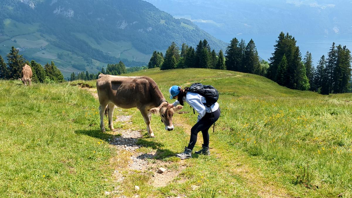 Solène meets a cow on the Zwärgliweg and makes friends with her.