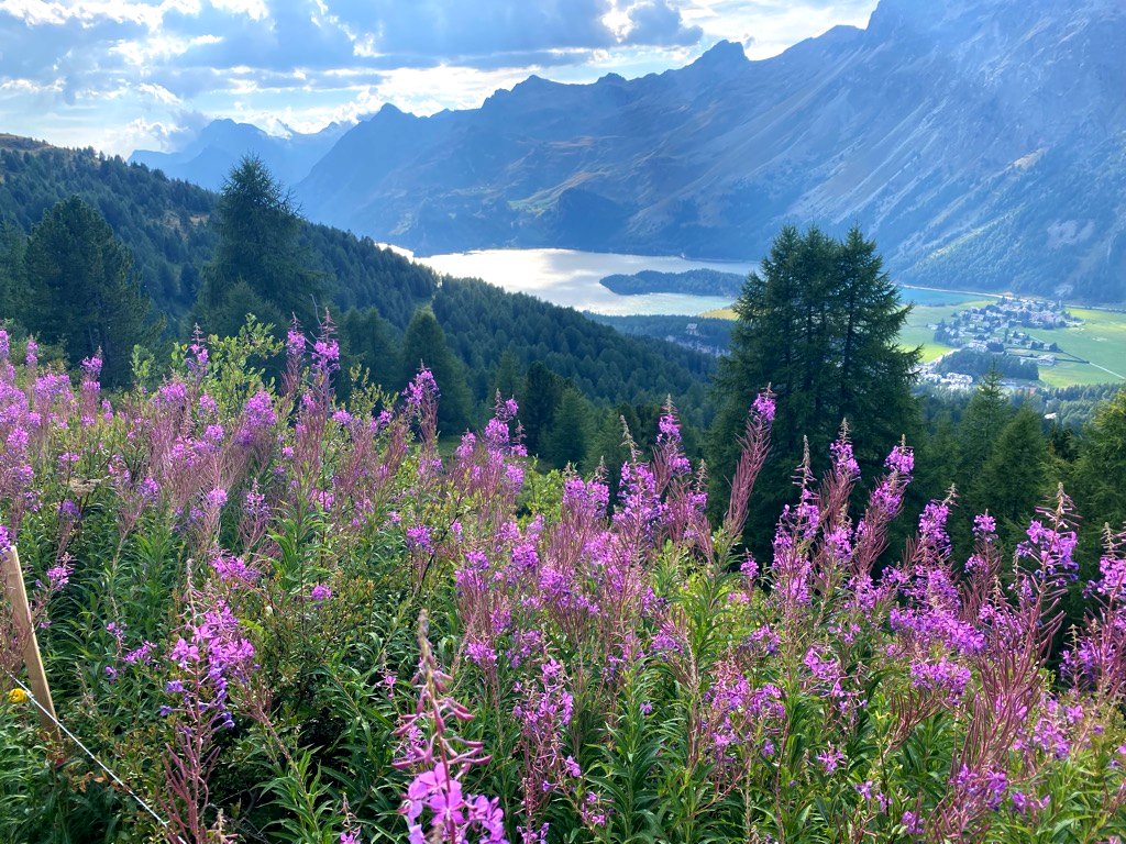 Colorful flora on final stretch down to Sils-Maria