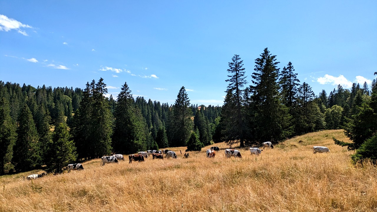 Kühe in der prärie-ähnlichen Landschaft auf dem Creux du Van
