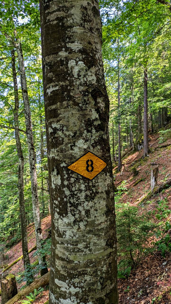Gelbe Markierung auf dem Baum für den «Sentier des 14 contours»