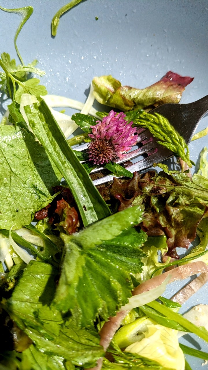 Der Salat im Wiesner Mysterion ist angereichert mit von Hand gepflückten Zutaten aus dem Entlebuch.