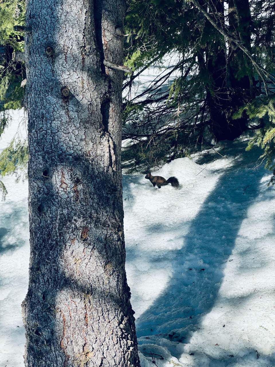 Ein Eichhörnchen auf der Wanderung vom Prätschli durch einen Fichtenwald