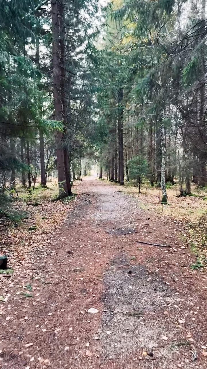 Spazieren im Wald im Vallée des Joux