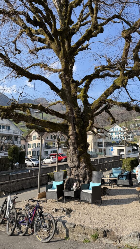 Un grand arbre offrant de l'ombre dans la cour intérieure pavée du restaurant Traube à Gersau avec des vélos garés et une vue dégagée.