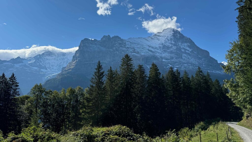 Blick durch dunkle Tannenwipfel auf die gewaltige Eiger-Nordwand unter blauem Himmel in Grindelwald.